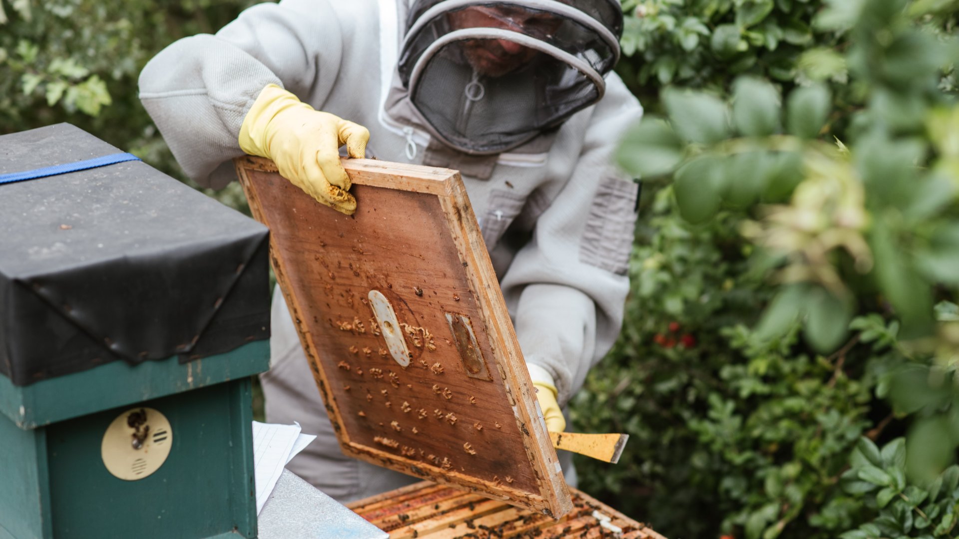 MÉHÉSZKEDÉS MÉHÉSZKEDÉS