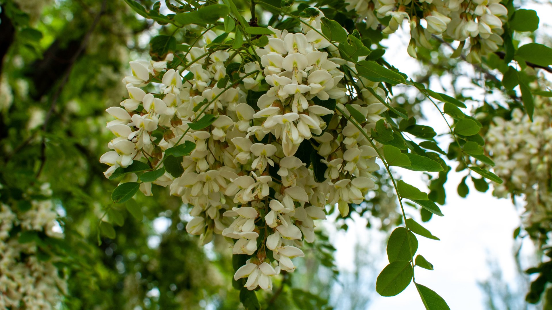 Fehér akác (Robinia pseudoacacia L.) faállományok vizsgálata Fehér akác (Robinia pseudoacacia L.) faállományok vizsgálata