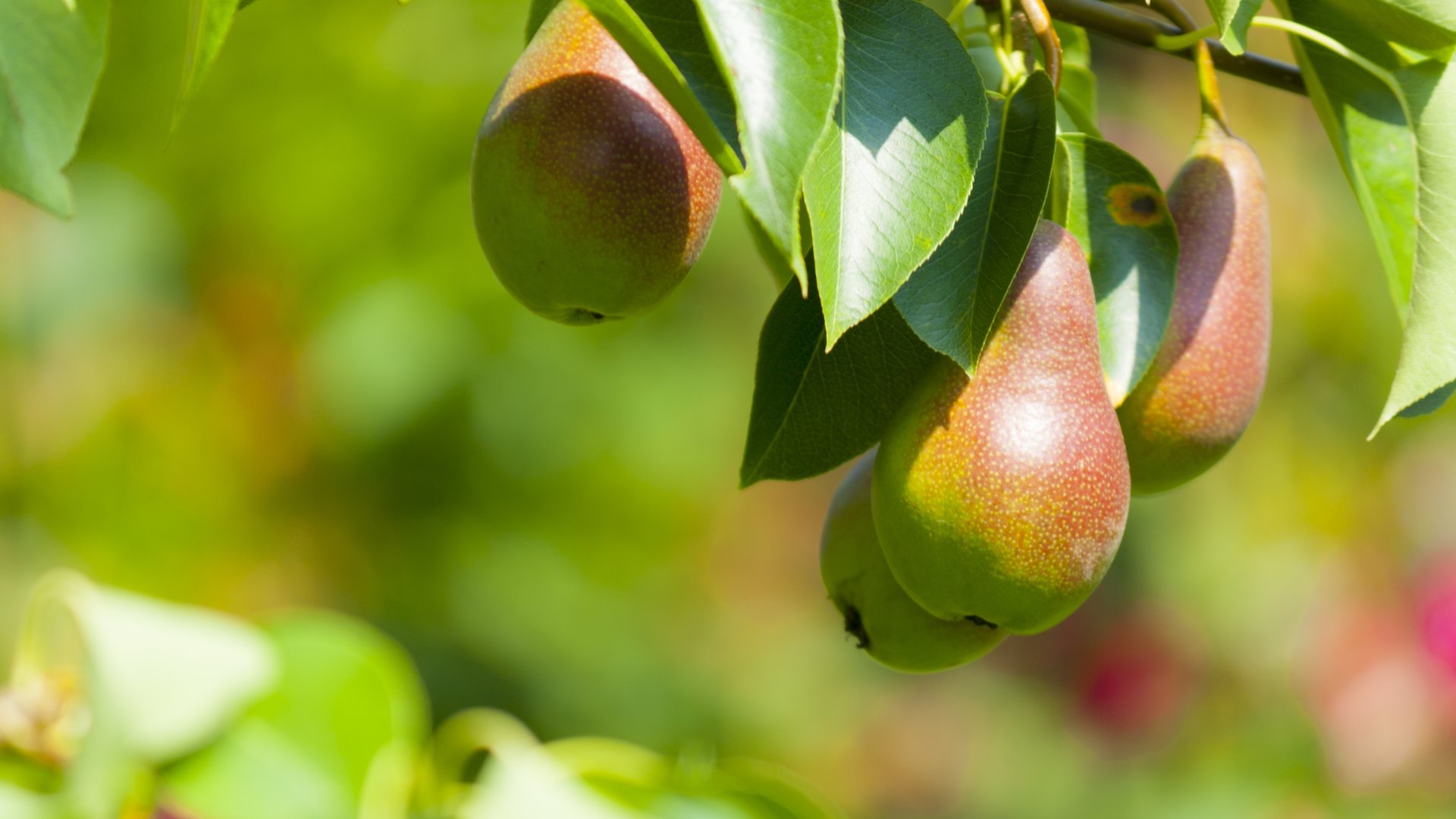 Őszi növényvédelmi teendők a gyümölcstermesztésben