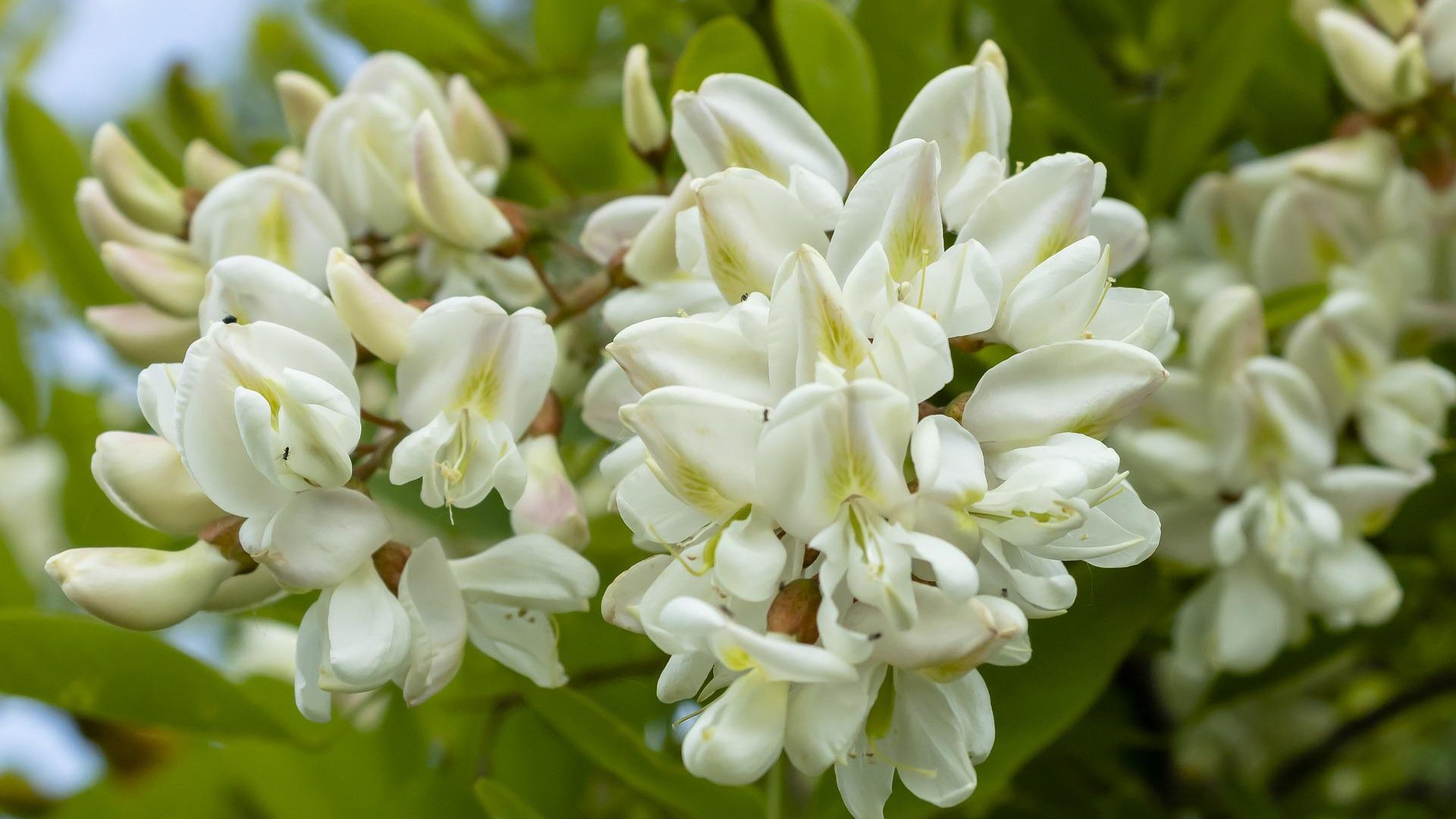 Az akác termesztésének és felhasználásának sajátosságai Az akác termesztésének és felhasználásának sajátosságai