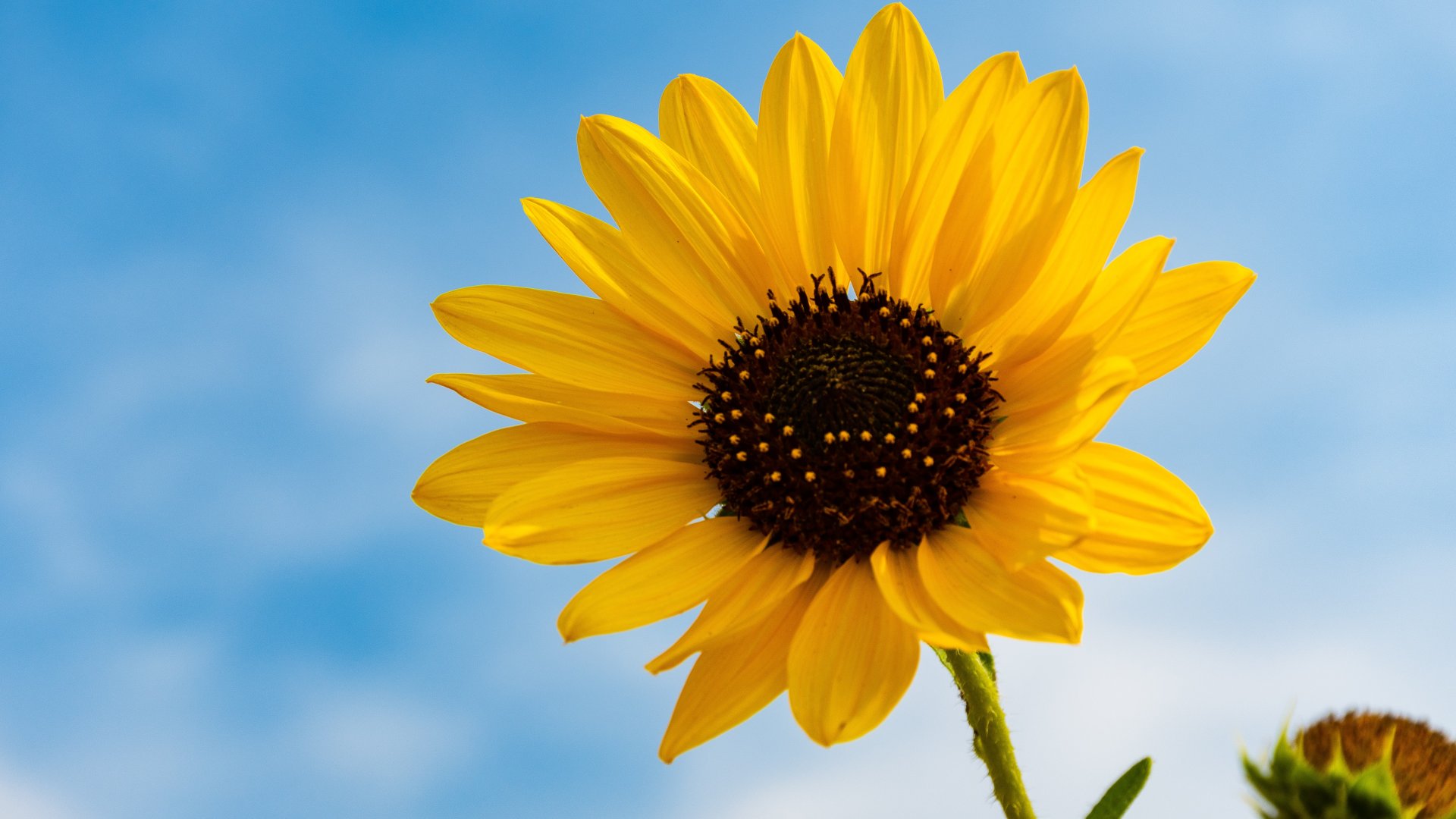 Szántóföldi növényvédelem nyár végén