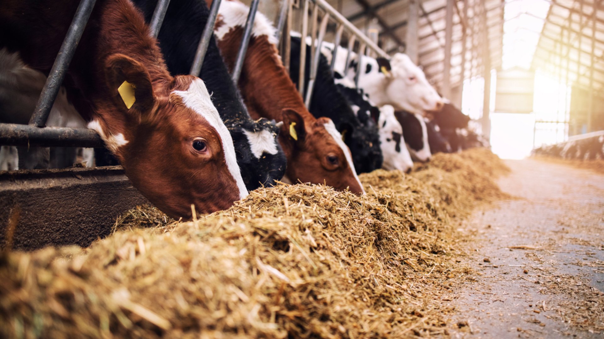 Hogyan tegyük jövedelmezőbbé az állatok téli tartását