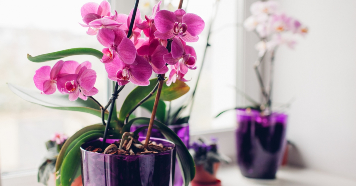 mini orchidea gondozása price