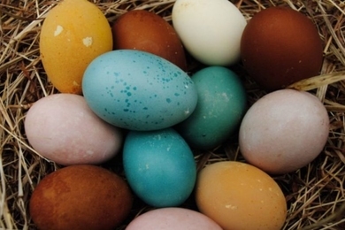 Tyúkfajták, amik több színben pompázó tojásokkal lepnek meg minket! 