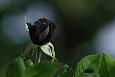 Valóban léteznek a Halfeti fekete rózsák?