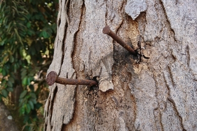 Rozsdás szög a fa törzsében – Hasznos vagy káros? 