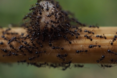 Bevált, természetes megoldások hangyák ellen