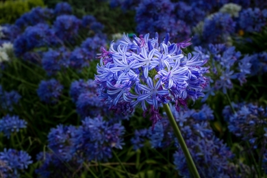Csoda a kertből – A kék szerelemvirág termesztése