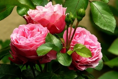Mi támadta meg a rózsát - A rózsa betegségei és az ellenük való védekezési módok