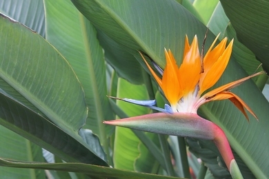 Ismerd meg az egyik leglátványosabb szobanövényt – bemutatkozik a papagájvirág