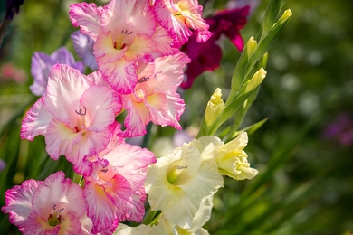 Virágok a nyárra – ez az 5 növény jól tűri a szárazságot