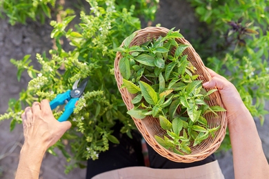Így legyen Neked is egészséges fűszerkerted – most mutatjuk mit hova érdemes ültetned, hogyan gondozd őket
