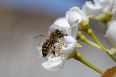Méhbarát kert – hogyan alakítsd ki, miért fontos?