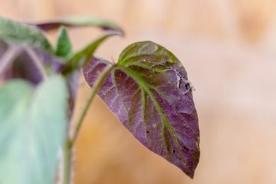 Növénybetegség: Mitől lesz lila a növény levele?