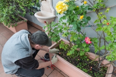 Rózsametszési kisokos – Hogyan és pontosan mikor kell metszeni a rózsát ősszel?