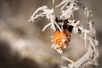A téli mogyoró termesztése és gondozása