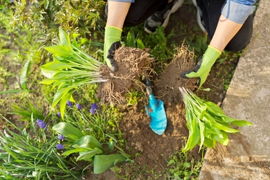 Tavaszi kertészkedési tippek: Mit ültessek márciusban?