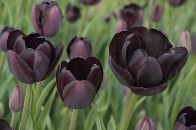 Szeretnéd, ha a te kerted lenne a legkülönlegesebb? Ezek a legszebb fekete tulipánok!