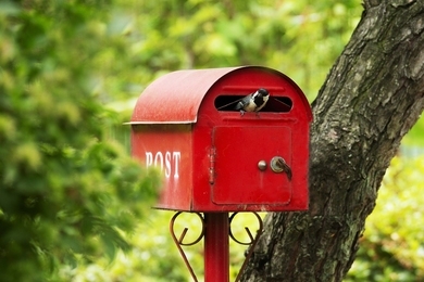 Figyelj a széncinegékre márciusban: a postaládádba költözhetnek!