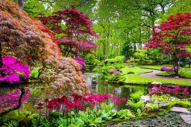 A legjobb növények japán kertekbe – 10 elegáns választás ehhez a megnyugtató kerti stílushoz