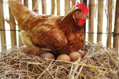 Hogyan tojnak tojást a tyúkok? – itt a válasz, ha eddig nem tudtad