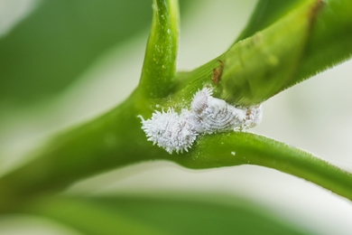 Hogyan lehet megszabadulni a lisztbogaraktól – 4 szakértő által jóváhagyott módszer ezeknek a növényi kártevőknek az írtására