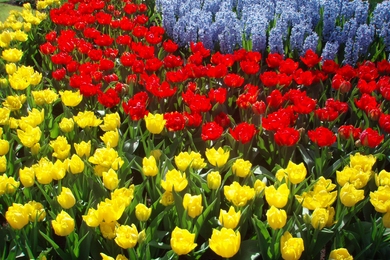 A világ legszebb virágoskertjei – Álomszép virágba borult tájak a világ minden részéről