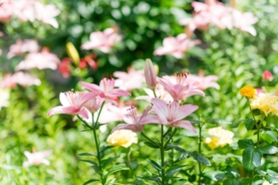 Liliom ültetése kertiágyásba – Csodás illat árasztja majd el a kertedet, ha beülteted ilyen csodás liliomokkal!
