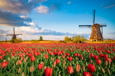 Nem gondoltad volna miért, és hogyan kerültek a tulipánok Hollandiába