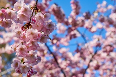 Cseresznyevirágzás Budán - az egyik legjobb tavaszi program