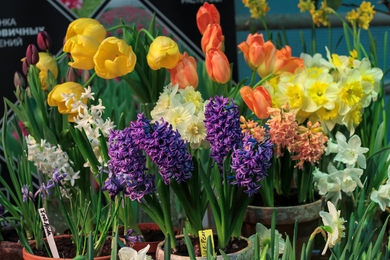 Még most is ültethetsz tulipánt, jácintot, és nárciszt tavaszra balkonládába