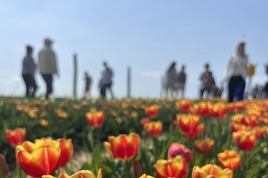 Tulipánláz a Dunakanyarban: 70.000 tulipán közül válogathatsz