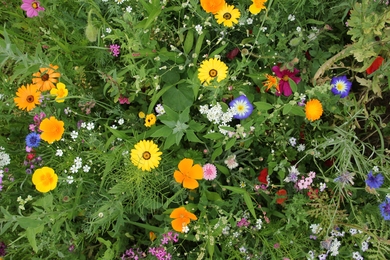 Így ültesd be pompás vadvirágokkal a kerted idén tavasszal