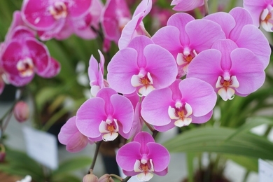 Íme a trükk az orchidea tavaszi ápolásához 