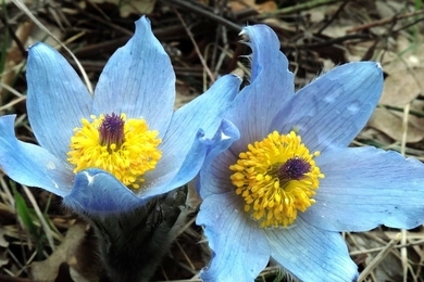 Ritka kék virágot találtak a Bükkben, mindenki a csodájára jár