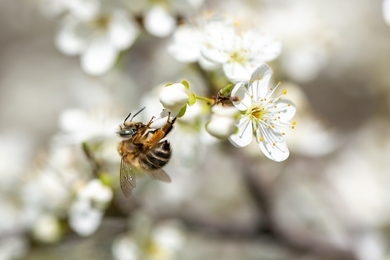 A március izgalmas hónap a méhészeknek, mutatjuk miért