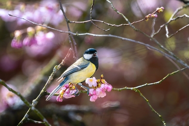 Kertünk csodás madarai: ezek a madarak jelennek meg áprilisban