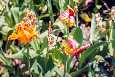 Sokan itt rontják el: Ezért nem szabad visszametszeni az elnyílt tulipánokat!