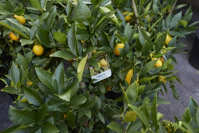 Egy citrus hibrid, melyet már kaphatunk itthon, és akár kertben is jól érezheti magát