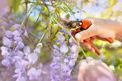 Virágzik a csodálatos lilaakác – Te tudod, mikor kell megmetszeni?