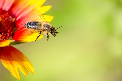 45 nap az életük és értünk dolgoznak: ilyen a méhek hihetetlen élete