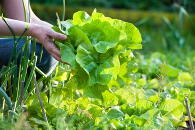Salátatermesztés mesterfokon: hogyan nevelj egész éven át friss zöldséget a kertedben?