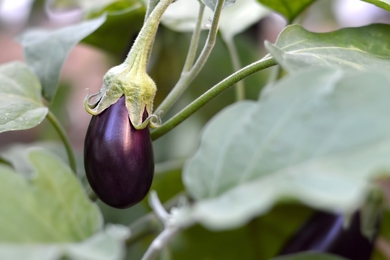 Most kell elültetned ezt az ízletes zöldséget: Padlizsán ültetés lépései
