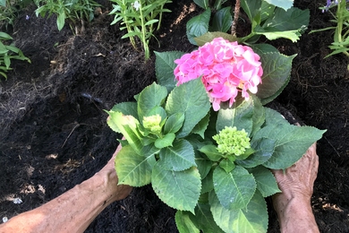 Hortenzia nyári ápolása – a kertész tippjei, amivel kétszer annyi virágot hoz a hortenziád