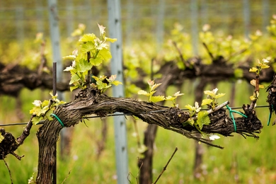 Itt az idő: kötözd le a szőlőt, hogy bőséges termésed legyen az idén!