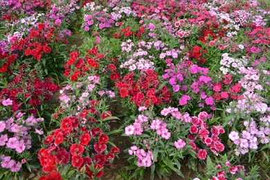 Virágok, amelyek különösen jól bírják a nyári hőséget