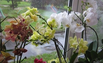 Ez az orchidea szétültetésének titka! 