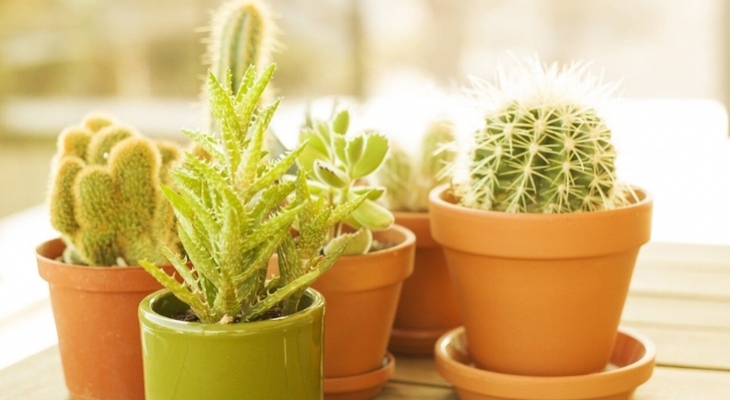 Így ültesd át helyesen a kaktuszokat, pozsgásokat