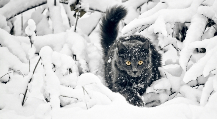 Fáznak a cicák télen?