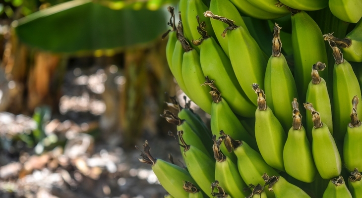 Ha emberibb világot akarsz: fairtrade banán